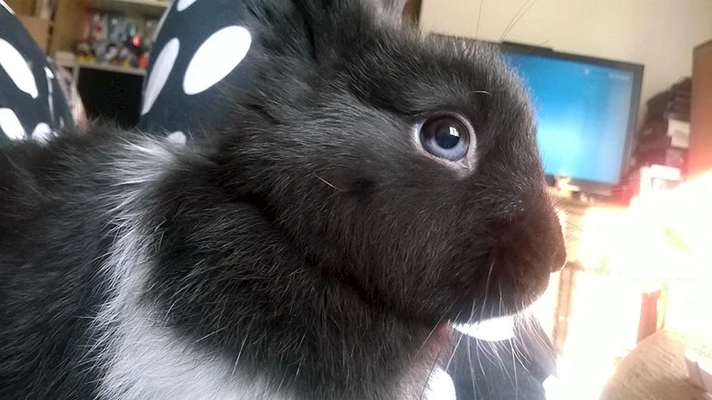 Albino-Kaninchen