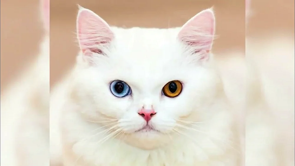 Heterochromia Kao Mani