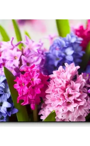 Hyazinthenblüte