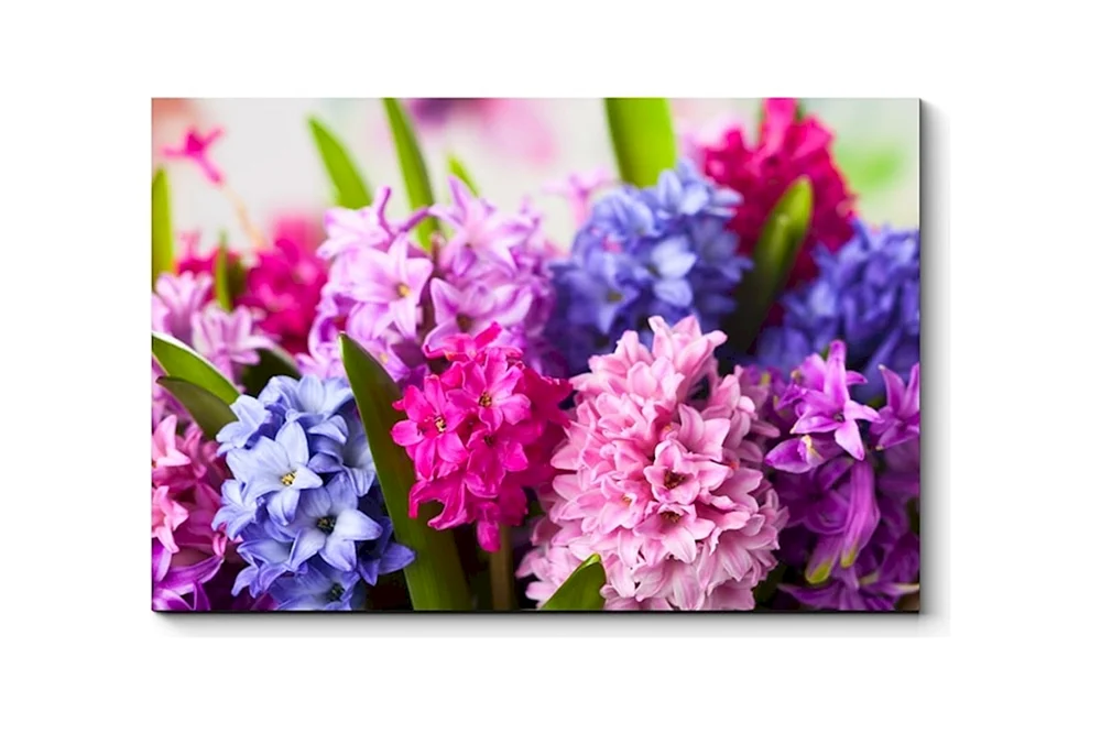 Hyazinthenblüte