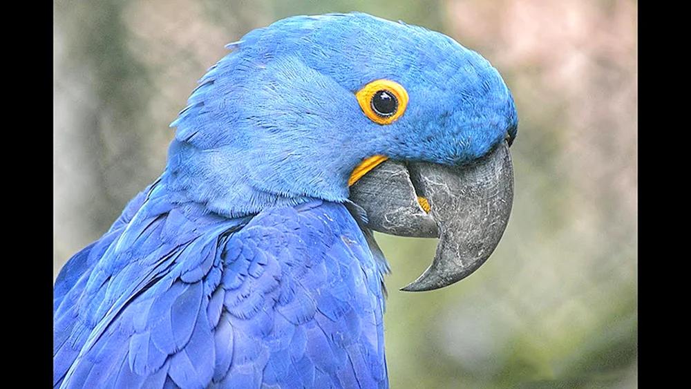 Rosella-Papageienfische