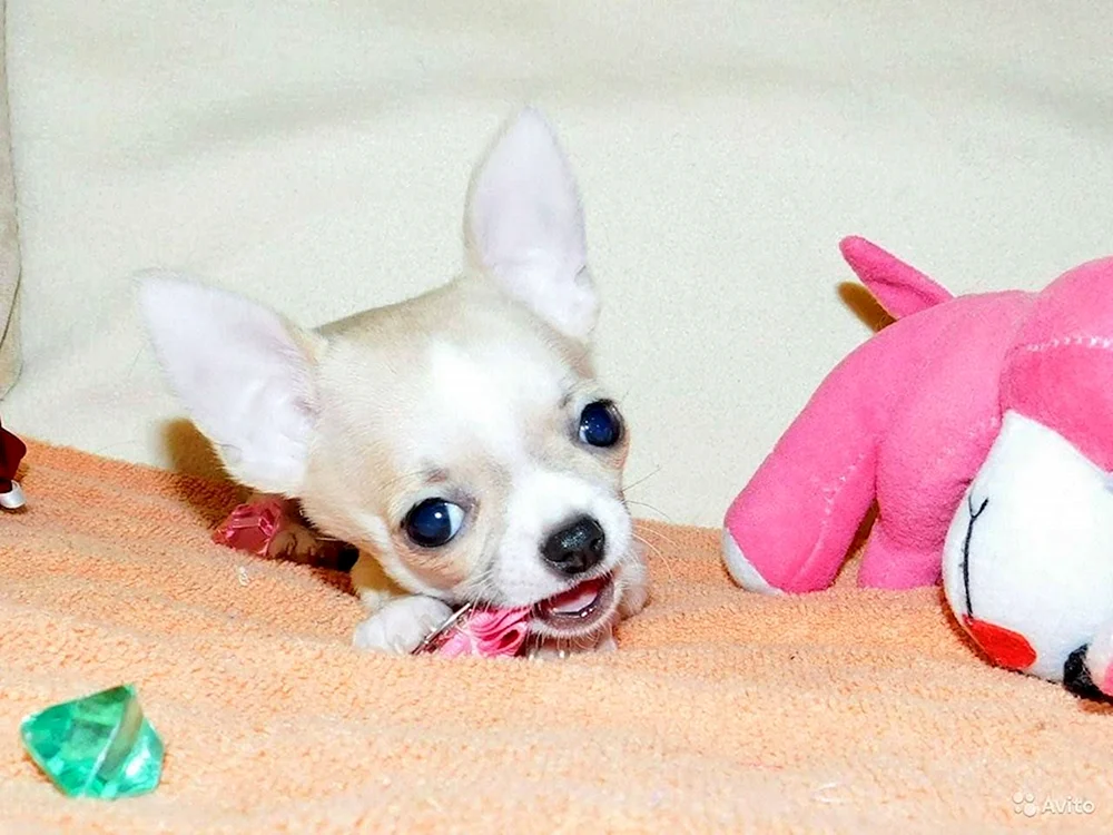 Hydrocephalus im Chihuahua