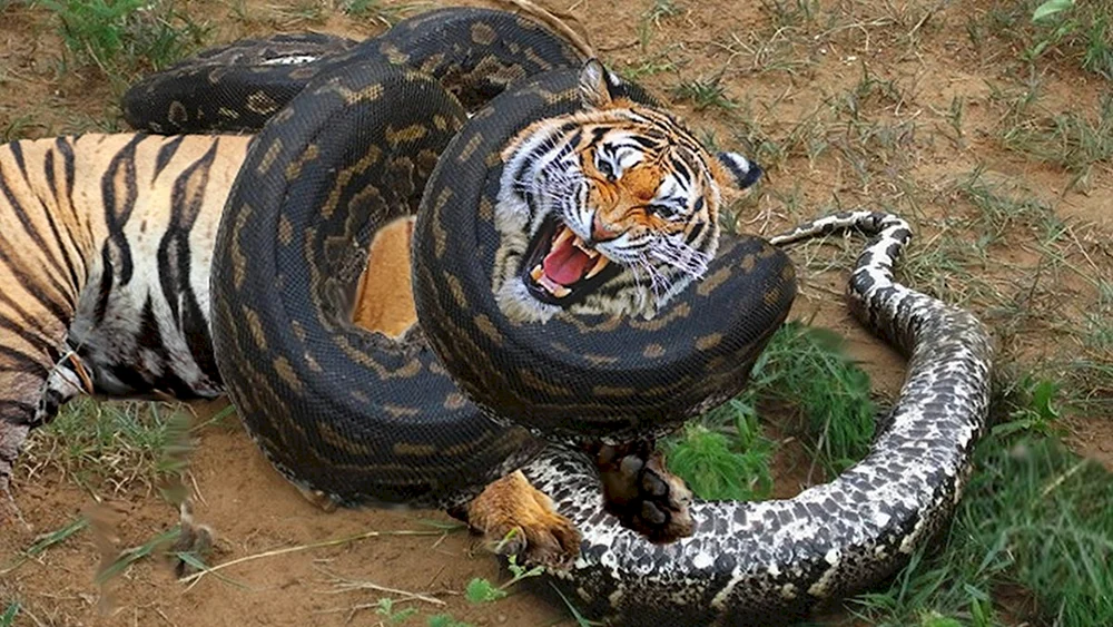 Riesenpython 10 Meter