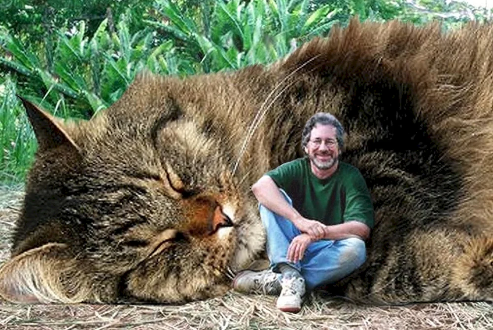 Riesen Maine Coon Katze