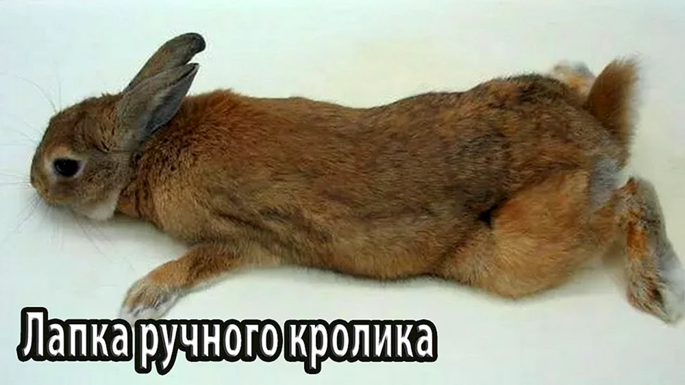 Hasenfoto