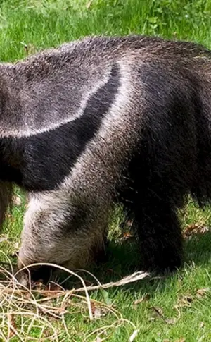 Riesenameisenbär von Südamerika