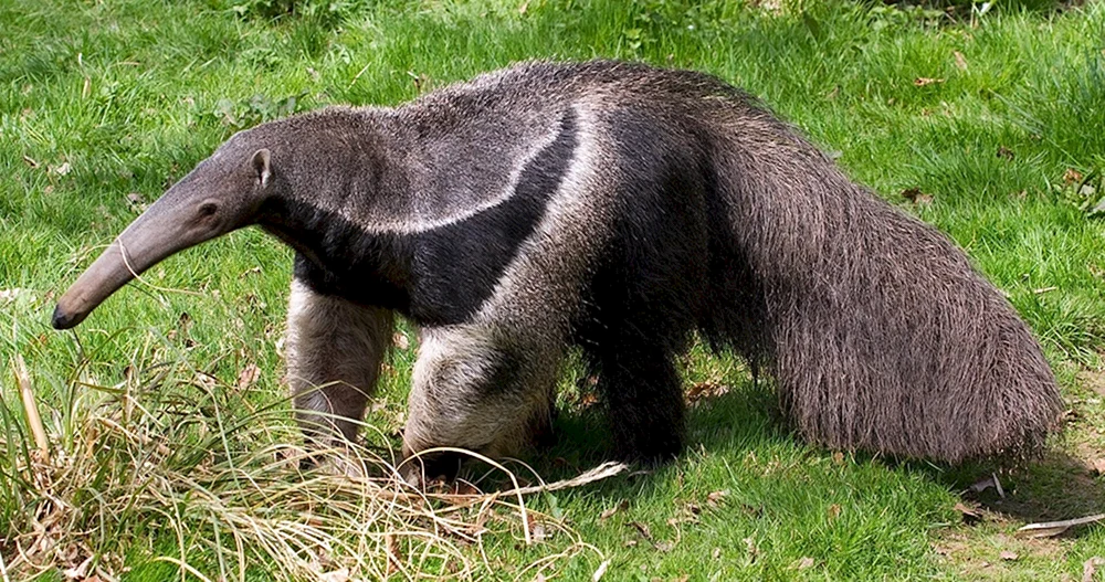 Riesenameisenbär von Südamerika