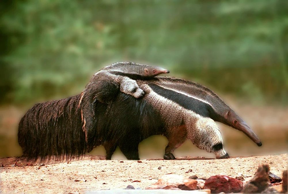 Riesen-Tamandua-Ameisenbär von Südamerika. Ameisenbär von Südamerika