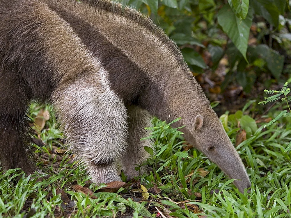 Riesenameisenbär von Südamerika