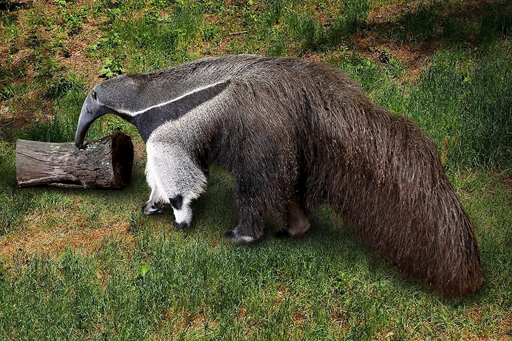 Riesenameisenbär von Südamerika