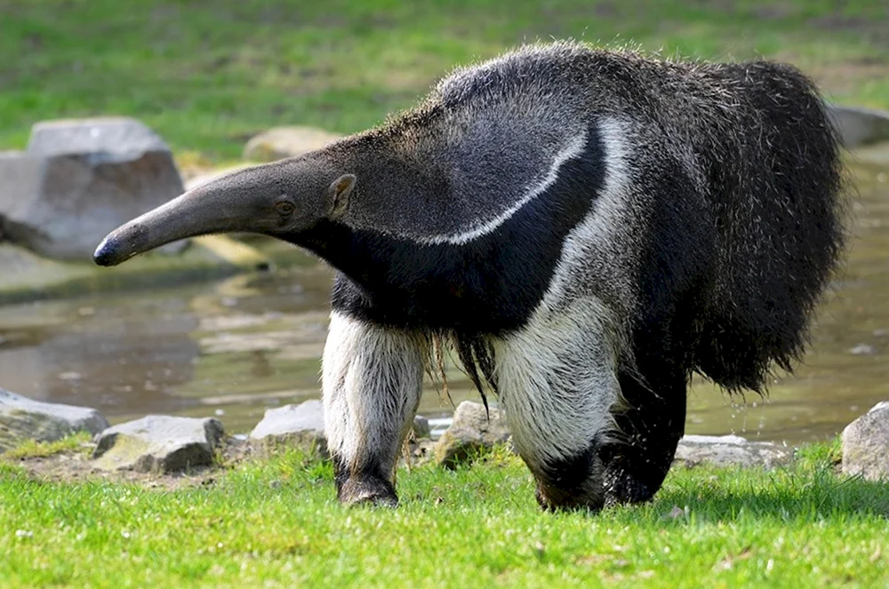 Tamandua-Ameisenbär von Südamerika