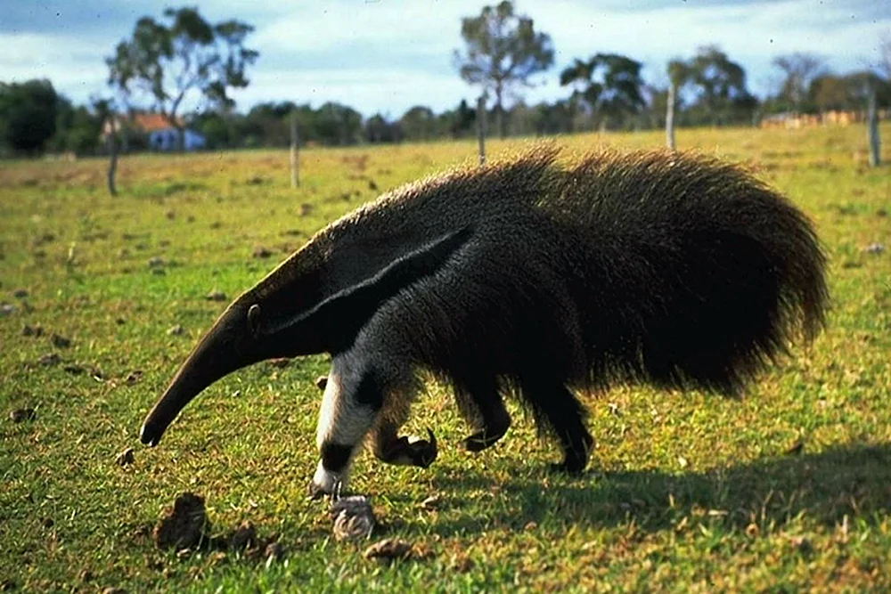 Riesenameisenbär von Südamerika