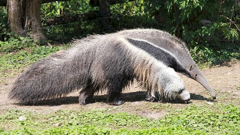 Tamandua-Ameisenbär von Südamerika