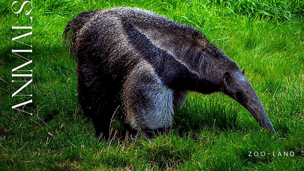 Tamandua-Ameisenbär von Südamerika