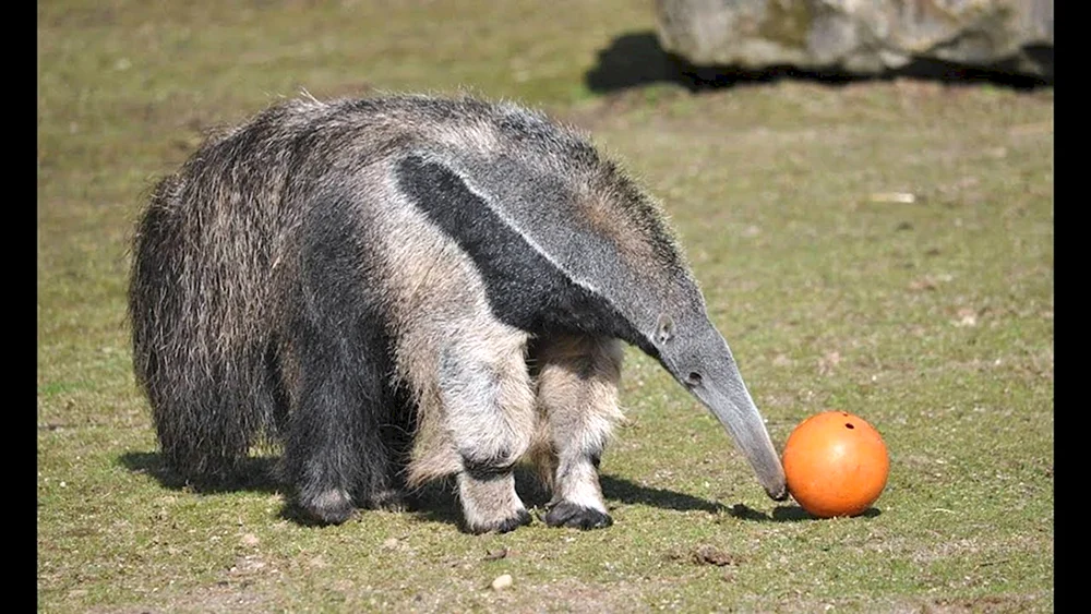Pantanal-Riesenameisenbär