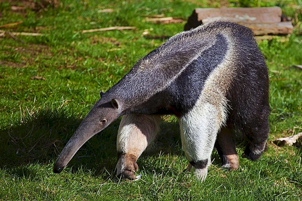 Riesenameisenbär von Südamerika