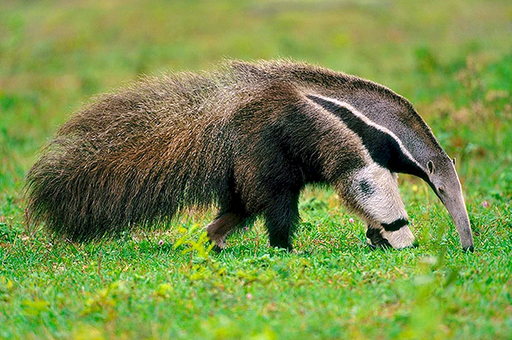 Riesenameisenbär von Südamerika