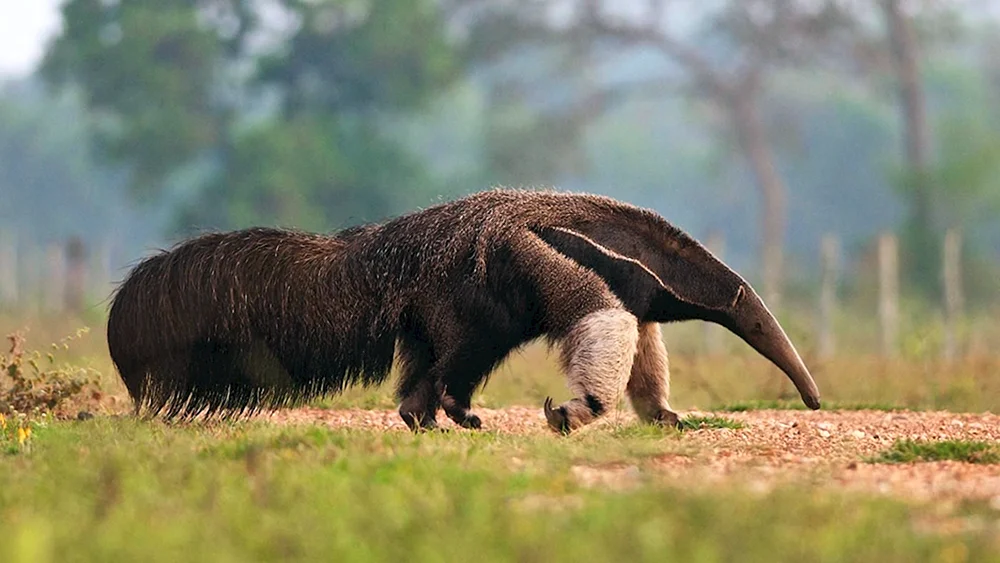 Riesenameisenbär von Südamerika