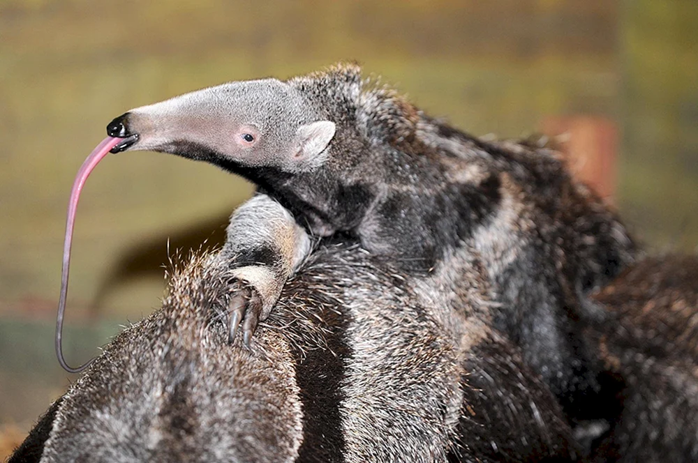 Riesenameisenbär von Südamerika