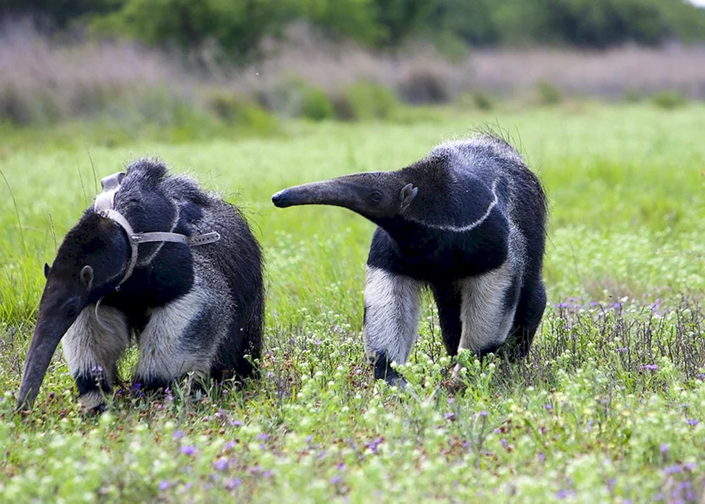Riesenameisenbär. Südamerika