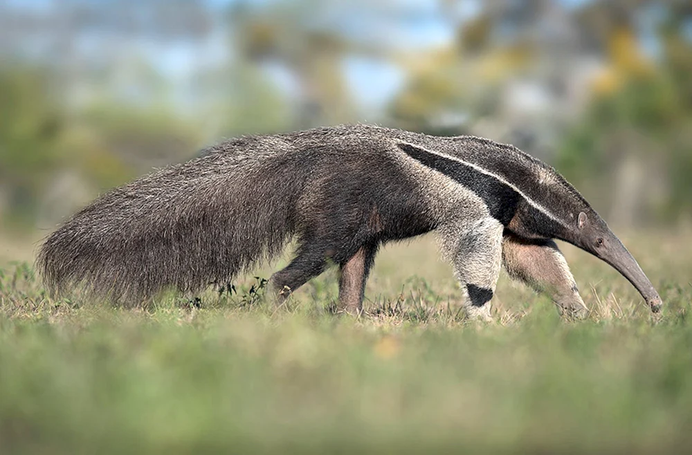 Riesenameisenbär von Südamerika