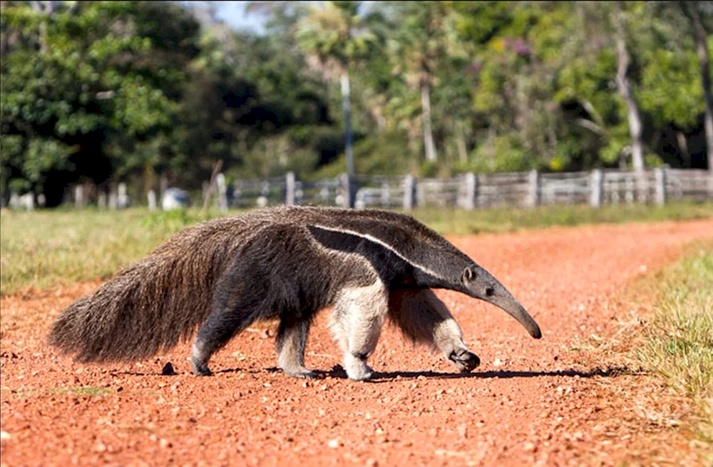 Riesenameisenbär von Südamerika