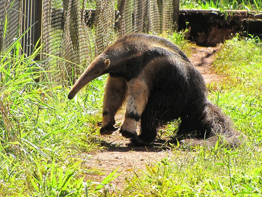 Zwergameisenbär