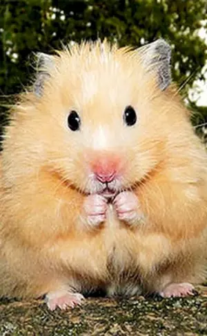 Riesensyrischer Hamster