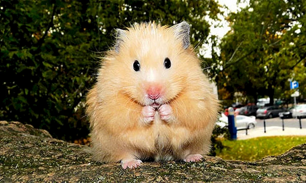 Riesensyrischer Hamster