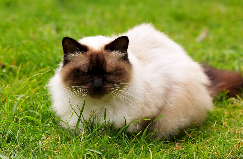 Balinesische Ragdoll