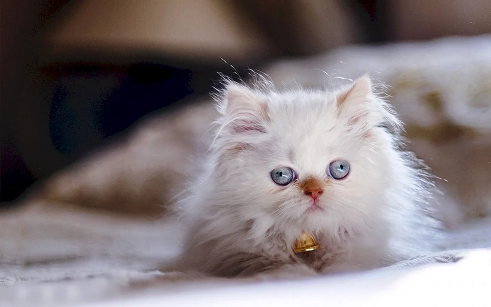 Himalaya-Katze weiß
