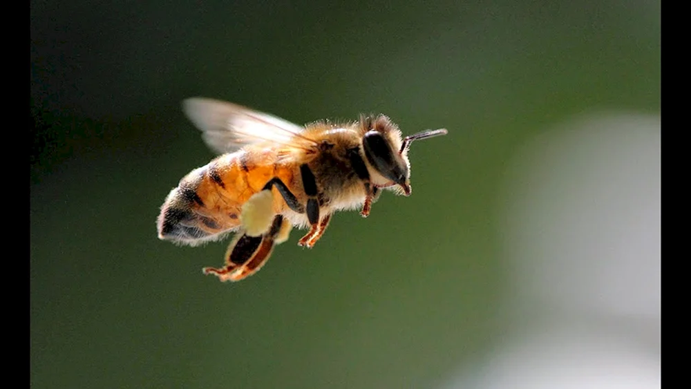 Saffron Bumblebee
