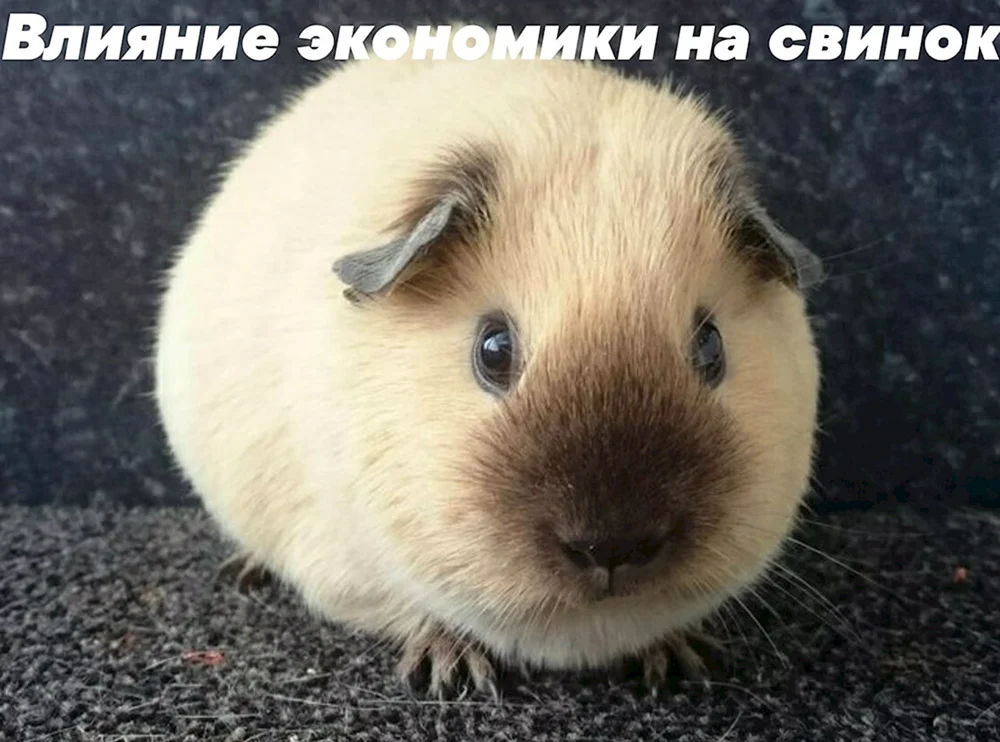 Kalifornien Meerschweinchen