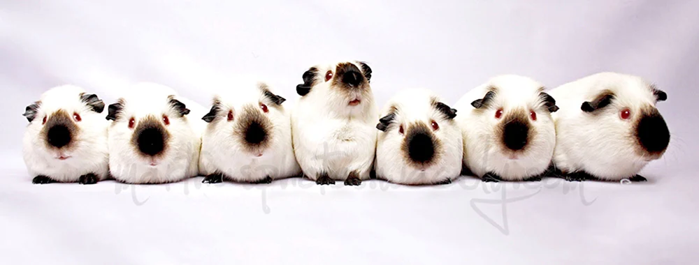 Himalaya-Meerschweinchen