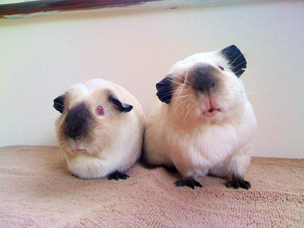 Himalaya-Meerschweinchen