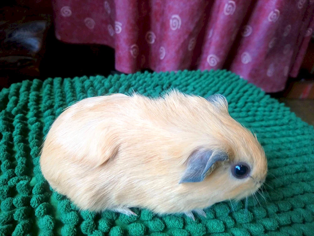 Himalaya-Meerschweinchen