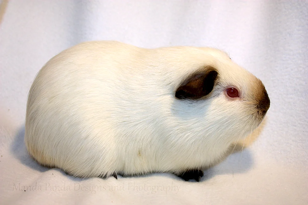Kalifornisches Kreuz-Meerschweinchen