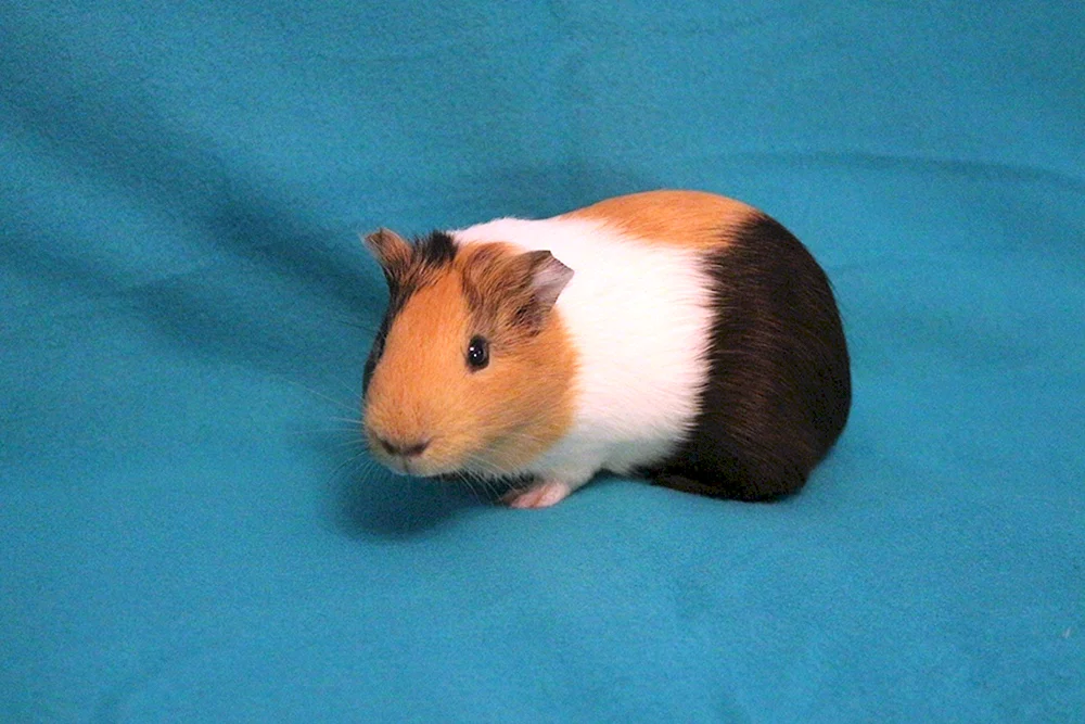 Kalifornisches Meerschweinchen