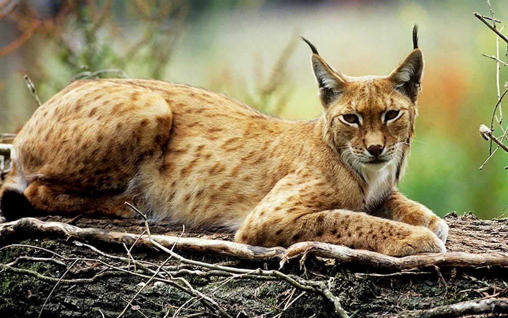 Schneeleopard Irbis