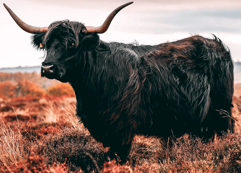 Yak-Tier