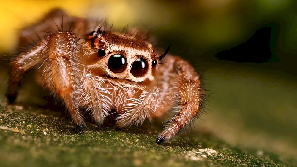 Himalayaspinne- Steinkreuzspinne