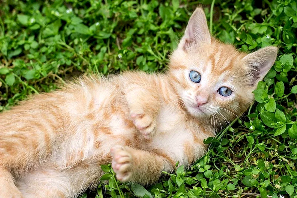 Munchkin Katze ingwer Katze
