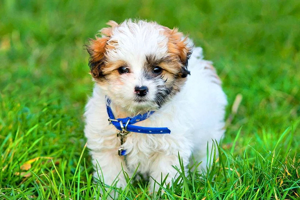 Hypoallergene Hunde