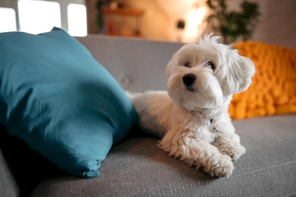 Hypoallergene Hunde