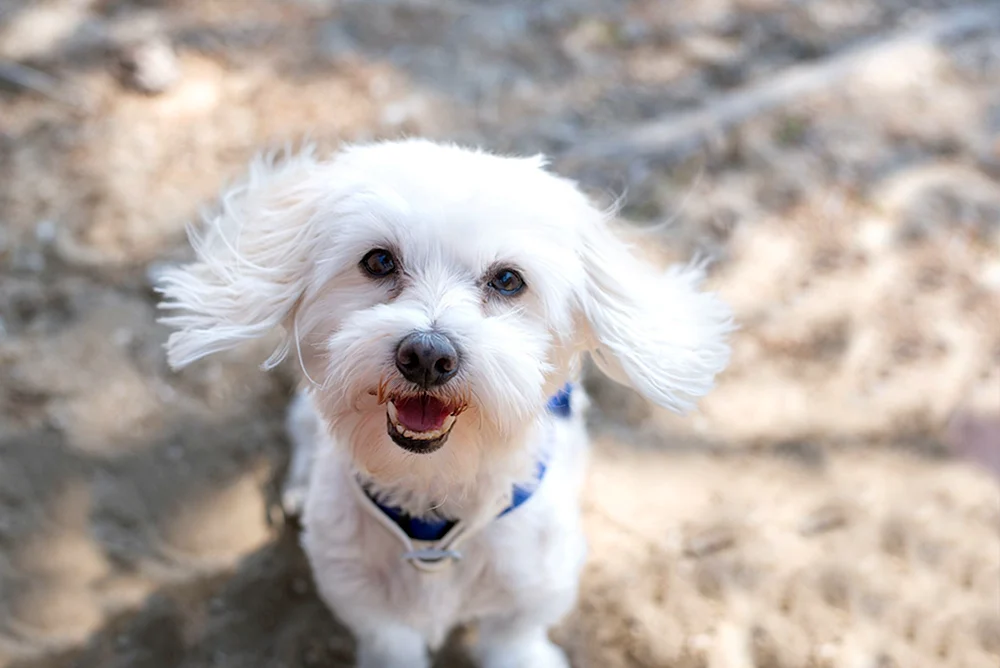 Bilder von Morkie