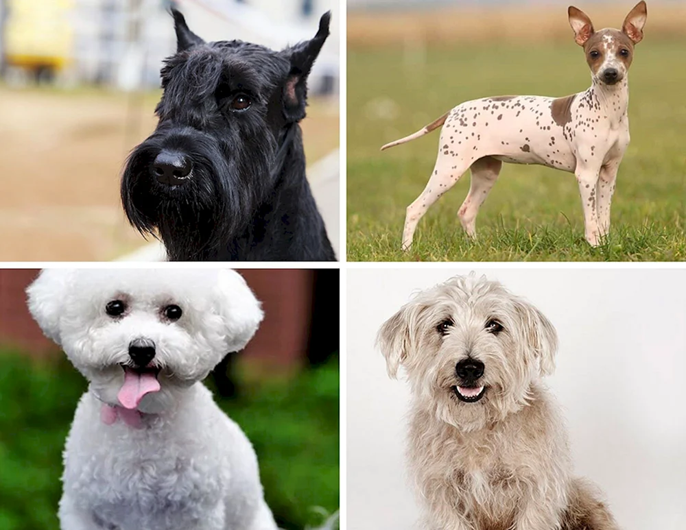 Hypoallergene Terrier