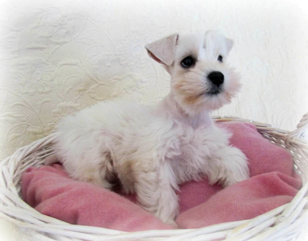 Hypoallergene Terrier