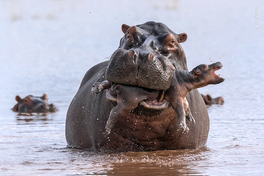 Hippopotamus amphibius Hippopotamus amphibius