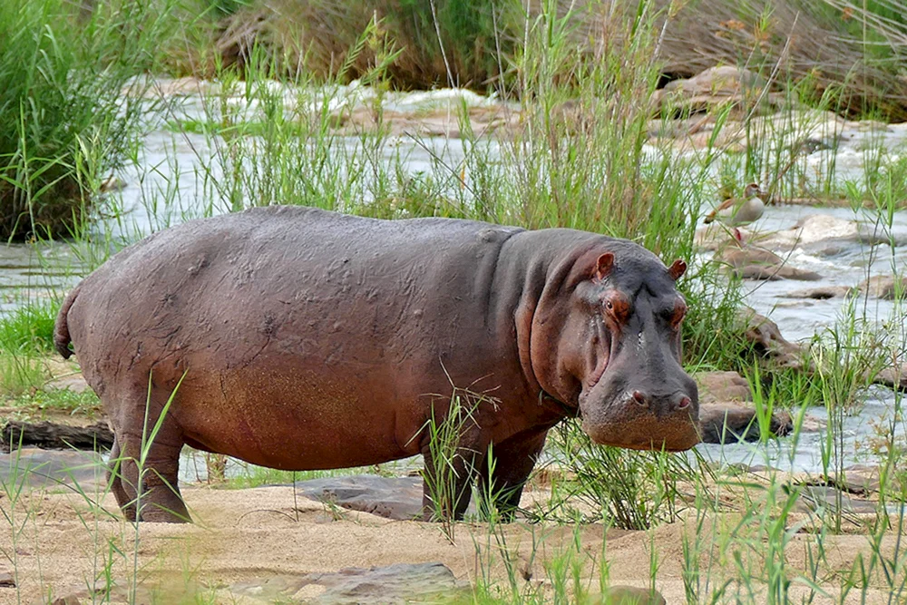 Hippopotamus. Flusspferd