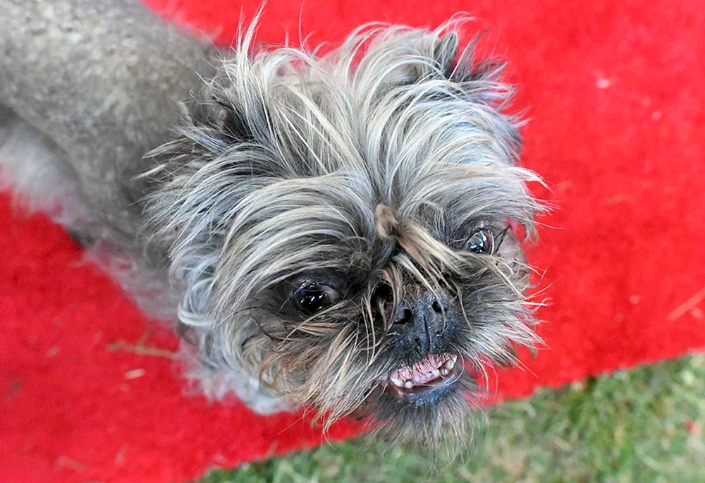 Affenpinscher pinscher